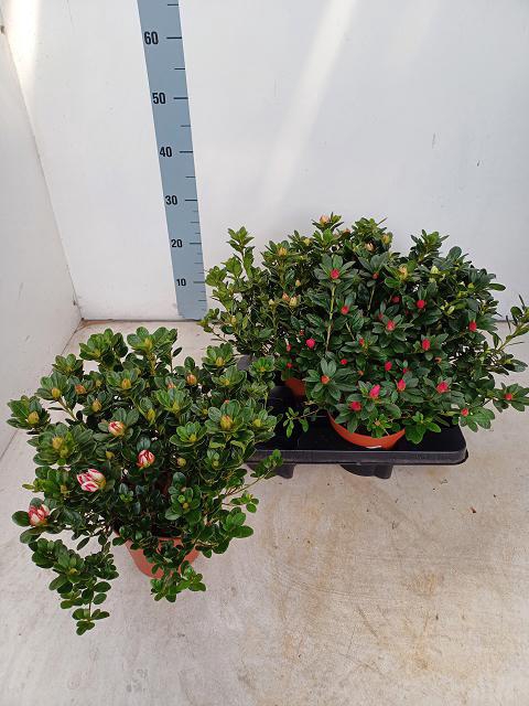 Rhododendron simsii mix 14Ø 25cm 30Ø