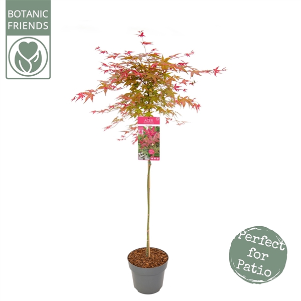 <h4>Acer palm. 'Beni-maiko'</h4>