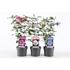 Hibiscus syriacus