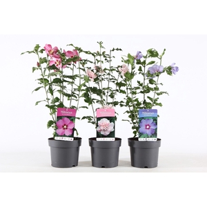 Hibiscus syriacus