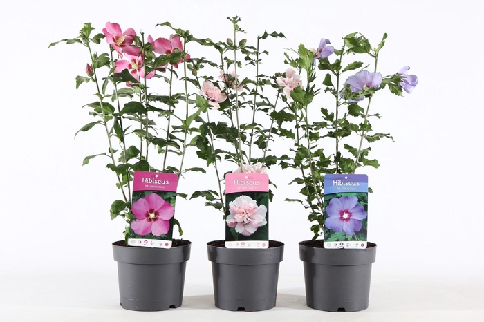 <h4>Hibiscus syriacus</h4>
