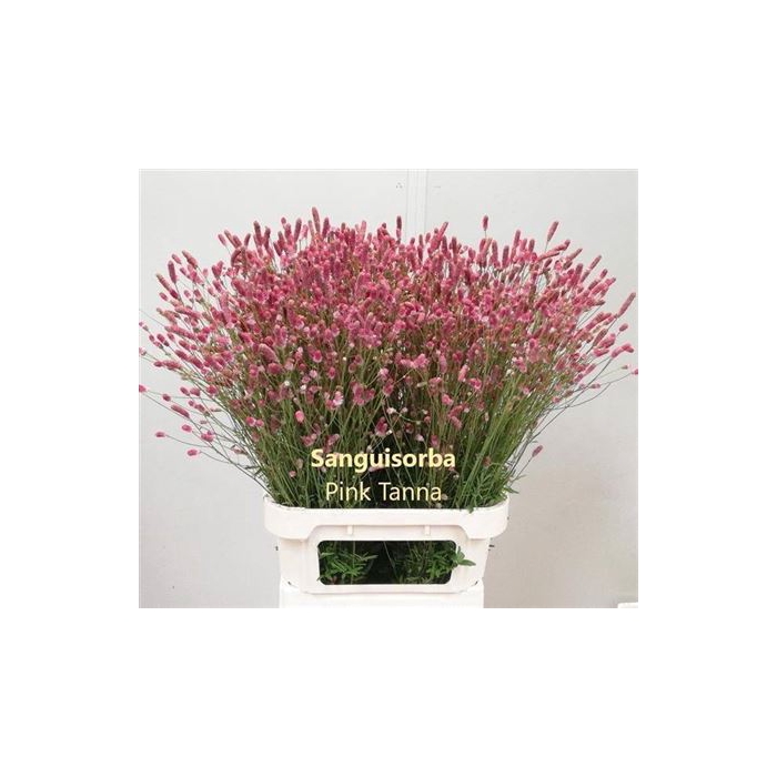 <h4>Sang Of Pink Tanna</h4>