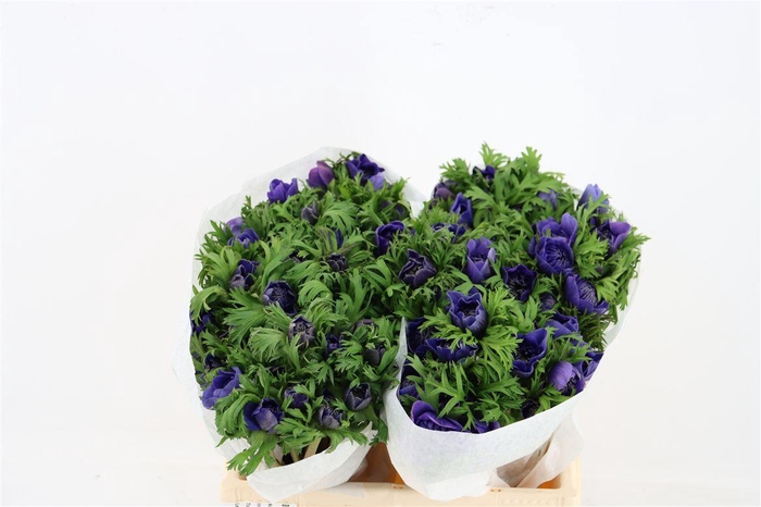 <h4>Anem Levante Blue</h4>