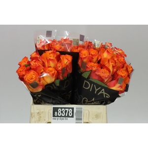 Rosa Gr Diyas Fire