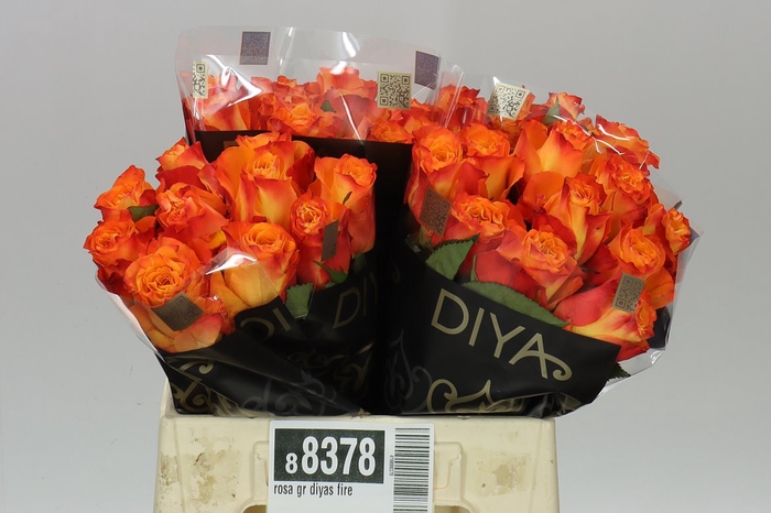 <h4>Rosa Gr Diyas Fire</h4>
