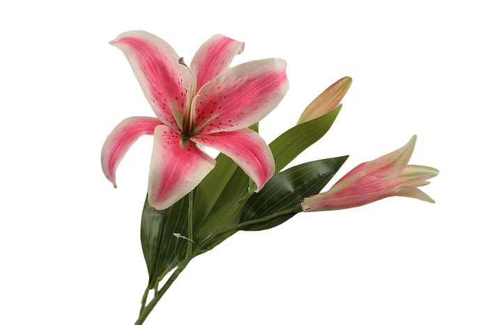 Lilium Orientalis Cerise