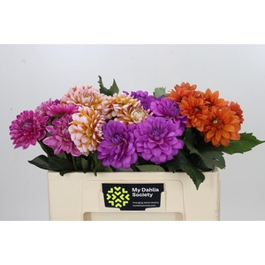 Dahlia Gemengd in fust