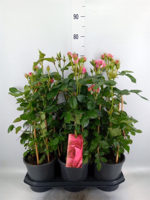 <h4>Rosa   ...</h4>