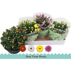 Chrysant Classic 4 Kleuren Mix