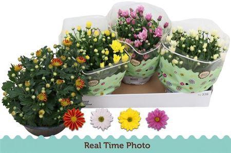 <h4>Chrysant Classic 4 Kleuren Mix</h4>