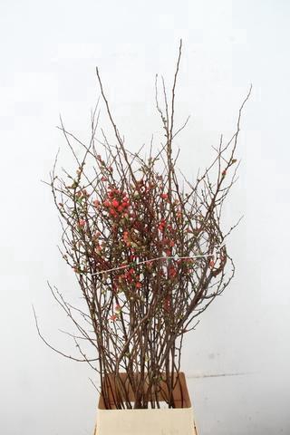 <h4>CHAENOMELES JAPONICA PINK 120CM</h4>