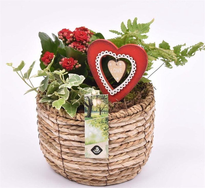 <h4>Mais mand 16cm</h4>