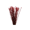 Salix Snowflake Klb Red