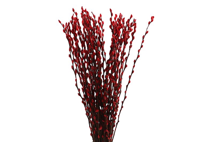 <h4>Salix Snowflake Klb Red</h4>