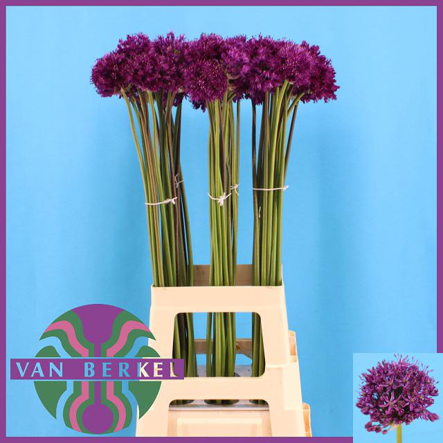 ALLIUM AFL PURPER SE