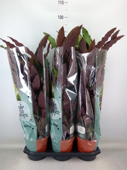 <h4>Calathea rufibarba</h4>