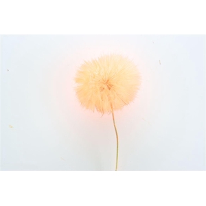 Pres Puste Flower Orange