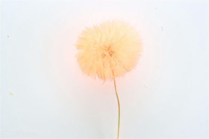 <h4>Pres Puste Flower Orange</h4>