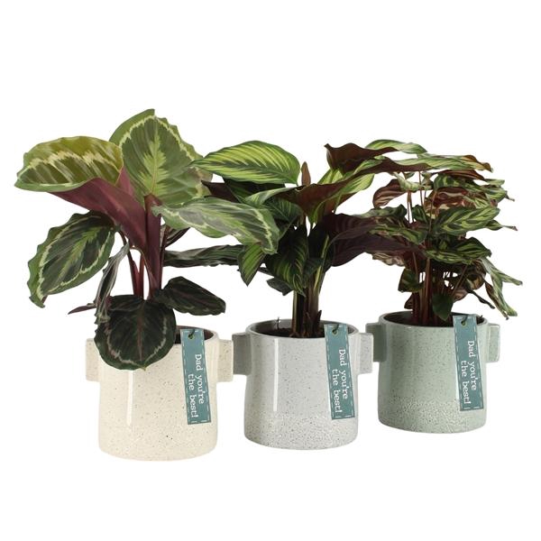 <h4>Calathea gemengd</h4>