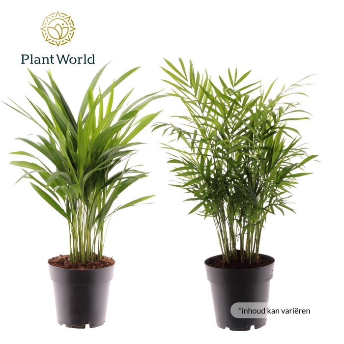 <h4>Palmen Mix XL</h4>