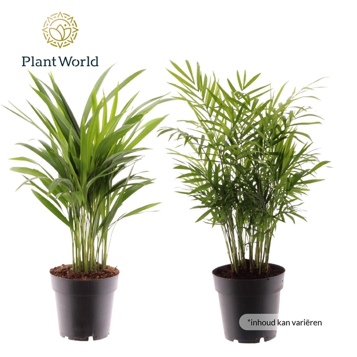 <h4>Palmen Mix XL</h4>