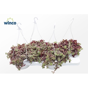 Crassula Marginalis (hanging Basket)