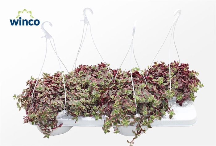 <h4>Crassula Marginalis (hanging Basket)</h4>