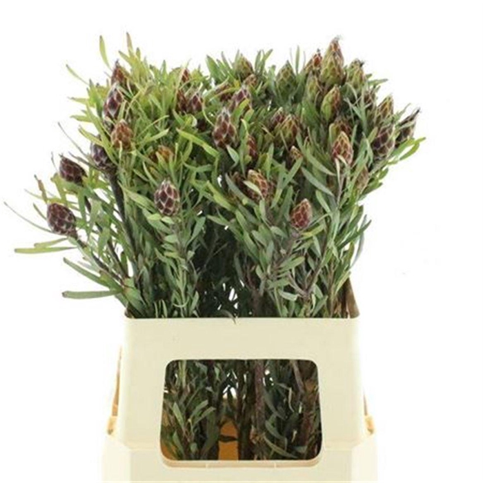 <h4>Kaaps Rubrum Single Plumosum</h4>