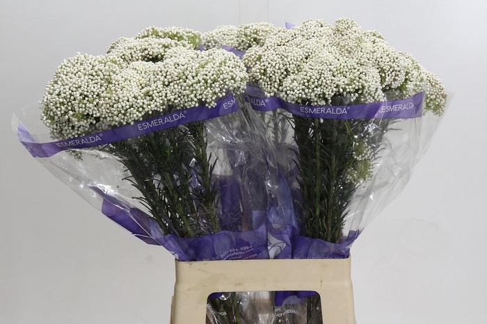 <h4>OZOTH COOKS SNOW WHI</h4>