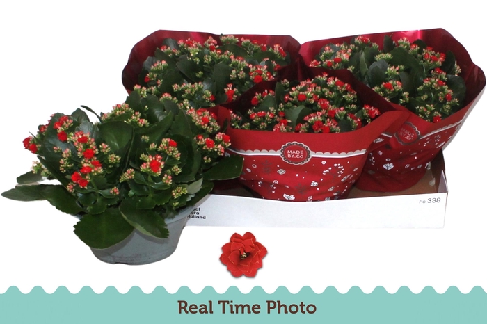 <h4>KAL GE DON JUSTINO</h4>