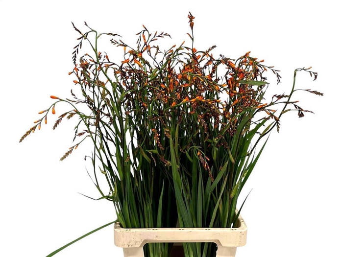 <h4>Crocos Lucifer</h4>