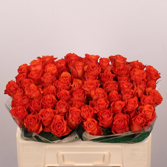 <h4>R GR ORANGE WAVE</h4>
