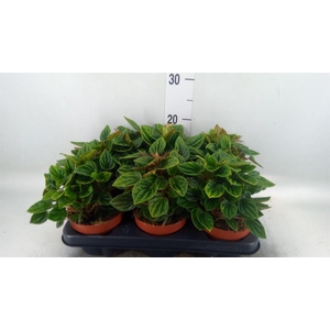 Peperomia caperata 'Amazonas'