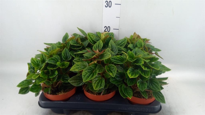 <h4>Peperomia caperata 'Amazonas'</h4>