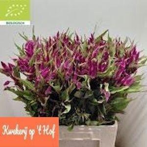<h4>CEL A CELWAY PURPLE</h4>