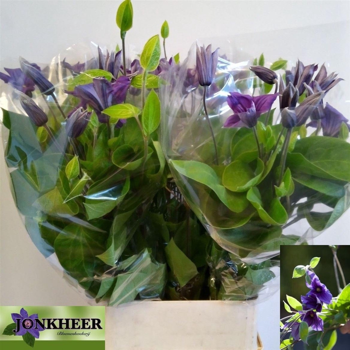 <h4>Clematis</h4>