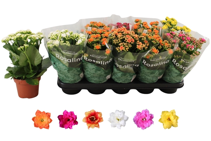 <h4>KAL GE RO GEM 6 KL</h4>