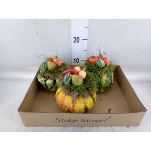 Cucurbita   ...