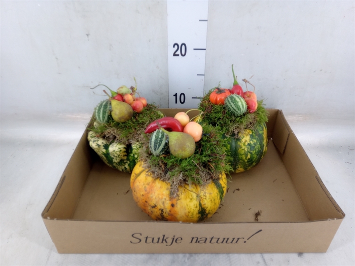 <h4>Cucurbita   ...</h4>