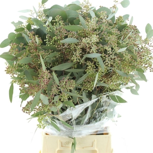 Euca Populus Berries Long 350gr