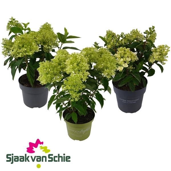 <h4>Hydrangea Paniculata Mix 7+</h4>