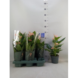 Anthurium andr. 'Joli Peach'