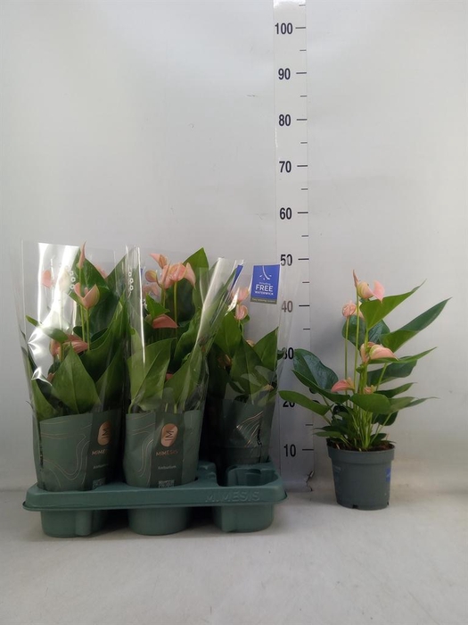 <h4>Anthurium andr. 'Joli Peach'</h4>