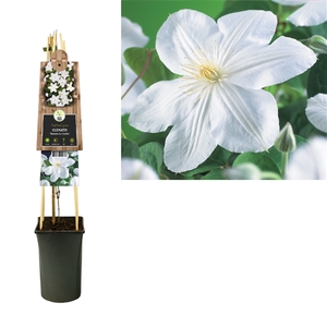 Clematis 'Madame Le Coultre' +3.0 label