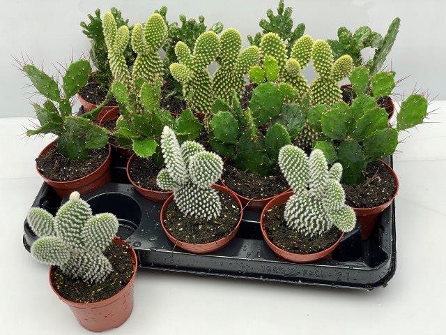 Opuntia azurea (Schijfcactus) (Cites) 8,5Ø 16cm