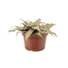 CRYPTANTHUS P11
