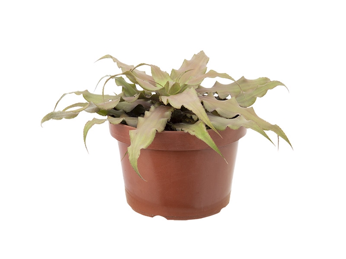 CRYPTANTHUS P11