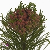 BRUNIA ALOPECUROIDES