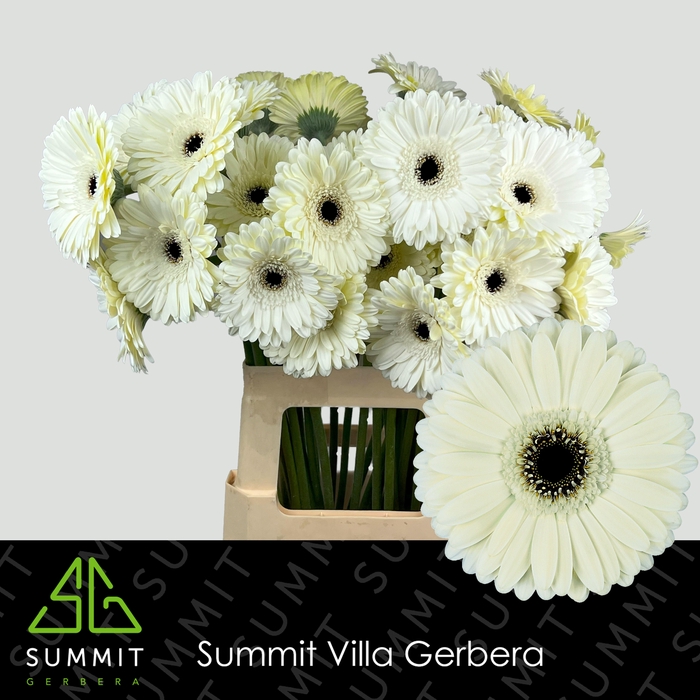 <h4>Gerbera Iceberg Water X40 Lang</h4>