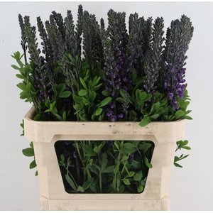 BAPTISIA AUSTRALIS